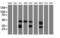CD20 antibody, M03780-3, Boster Biological Technology, Western Blot image 