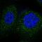 F-Box Protein 45 antibody, HPA040730, Atlas Antibodies, Immunocytochemistry image 