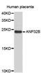 ANP32B antibody, STJ22615, St John