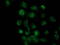 SRY-Box 17 antibody, TA500044, Origene, Immunofluorescence image 