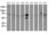 Aldehyde Dehydrogenase 3 Family Member A2 antibody, MA5-25636, Invitrogen Antibodies, Western Blot image 