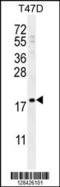 Late Cornified Envelope 1A antibody, 55-492, ProSci, Western Blot image 