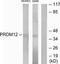 PR/SET Domain 12 antibody, TA315694, Origene, Western Blot image 