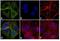 Mouse IgG antibody, SA5-10158, Invitrogen Antibodies, Immunofluorescence image 