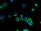 SEC22 Homolog A, Vesicle Trafficking Protein antibody, A60834-100, Epigentek, Immunofluorescence image 