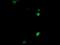 COP9 Signalosome Subunit 6 antibody, NBP2-46333, Novus Biologicals, Immunofluorescence image 