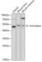 Cyp19 antibody, 18-546, ProSci, Western Blot image 