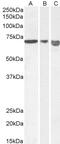 Amiloride-sensitive cation channel 2, neuronal antibody, 43-645, ProSci, Enzyme Linked Immunosorbent Assay image 
