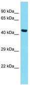 DAP3 Binding Cell Death Enhancer 1 antibody, TA337375, Origene, Western Blot image 