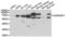 Golgi reassembly-stacking protein 1 antibody, LS-C334826, Lifespan Biosciences, Western Blot image 