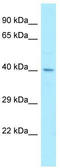 Phosphorylated adapter RNA export protein antibody, TA337955, Origene, Western Blot image 