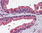 Wnt Family Member 3A antibody, ARP58818_P050, Aviva Systems Biology, Immunohistochemistry paraffin image 