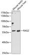 Recombination Activating 2 antibody, 14-455, ProSci, Western Blot image 