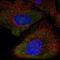 P2X purinoceptor 5 antibody, HPA067827, Atlas Antibodies, Immunofluorescence image 