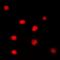 Angiomotin Like 1 antibody, orb78197, Biorbyt, Immunofluorescence image 