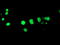 Homeobox C11 antibody, TA502579, Origene, Immunofluorescence image 