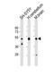 Neurexin-1-beta antibody, PA5-49444, Invitrogen Antibodies, Western Blot image 