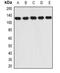 Importin 5 antibody, orb378139, Biorbyt, Western Blot image 