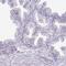 Sperm-associated antigen 1 antibody, PA5-62825, Invitrogen Antibodies, Immunohistochemistry frozen image 