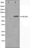 A-Kinase Anchoring Protein 8 antibody, orb224615, Biorbyt, Western Blot image 