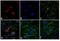 Rabbit IgG antibody, A10042, Invitrogen Antibodies, Immunofluorescence image 