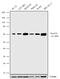 Solute Carrier Family 1 Member 2 antibody, 701988, Invitrogen Antibodies, Western Blot image 