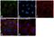 Moesin antibody, PA5-34666, Invitrogen Antibodies, Immunofluorescence image 
