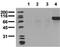 Insulin Receptor antibody, ADI-905-646-100, Enzo Life Sciences, Western Blot image 