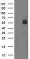 U-Box Domain Containing 5 antibody, TA503202, Origene, Western Blot image 