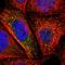 Protein BTG2 antibody, HPA002355, Atlas Antibodies, Immunofluorescence image 