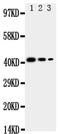 CD68 Molecule antibody, PA2018, Boster Biological Technology, Western Blot image 