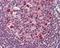 B-cell lymphoma 6 protein antibody, GTX101338, GeneTex, Immunohistochemistry paraffin image 