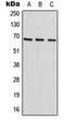 Hypermethylated in cancer 2 protein antibody, orb215070, Biorbyt, Western Blot image 