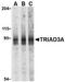 Ring Finger Protein 216 antibody, MBS395531, MyBioSource, Western Blot image 