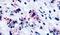 Cysteinyl Leukotriene Receptor 1 antibody, PA5-33464, Invitrogen Antibodies, Immunohistochemistry frozen image 