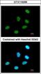 Regulation Of Nuclear Pre-MRNA Domain Containing 1A antibody, GTX116296, GeneTex, Immunofluorescence image 