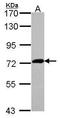 X-Prolyl Aminopeptidase 2 antibody, TA308960, Origene, Western Blot image 