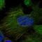 Centrosomal Protein 120 antibody, HPA028823, Atlas Antibodies, Immunofluorescence image 