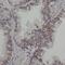 Actin Like 7B antibody, FNab00120, FineTest, Immunohistochemistry frozen image 