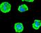 3-Phosphoinositide Dependent Protein Kinase 1 antibody, NBP2-67755, Novus Biologicals, Immunofluorescence image 