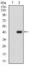Protein Tyrosine Phosphatase 4A2 antibody, NBP2-37315, Novus Biologicals, Western Blot image 