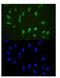 Histone Deacetylase 3 antibody, LS-C312753, Lifespan Biosciences, Immunofluorescence image 