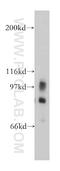 Phospholipase A2 Group IVD antibody, 13345-1-AP, Proteintech Group, Western Blot image 