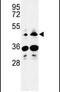 Heparan Sulfate-Glucosamine 3-Sulfotransferase 2 antibody, PA5-26522, Invitrogen Antibodies, Western Blot image 