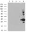 Somatostatin receptor type 5 antibody, LS-C796242, Lifespan Biosciences, Western Blot image 