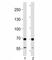 Succinate Dehydrogenase Complex Flavoprotein Subunit A antibody, F52276-0.4ML, NSJ Bioreagents, Immunohistochemistry paraffin image 