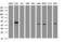 SERPINE1 MRNA Binding Protein 1 antibody, LS-C175444, Lifespan Biosciences, Western Blot image 