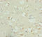 RNA Binding Fox-1 Homolog 1 antibody, LS-C676369, Lifespan Biosciences, Immunohistochemistry paraffin image 