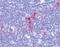 CD1 antibody, orb88927, Biorbyt, Immunohistochemistry paraffin image 