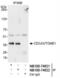 Cell division cycle-associated protein 3 antibody, NB100-74622, Novus Biologicals, Immunoprecipitation image 